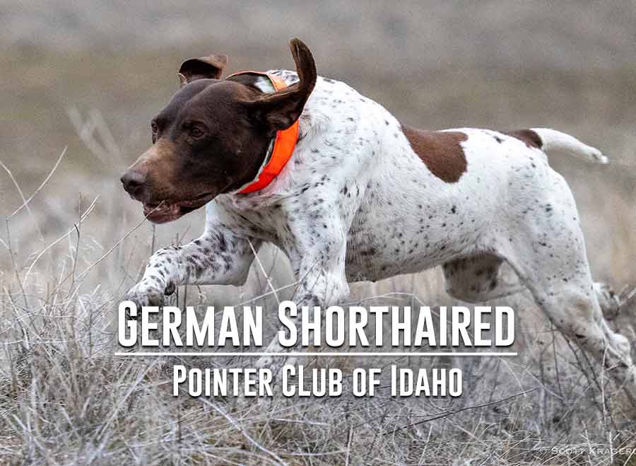German Shorthaired pointer club of Idaho